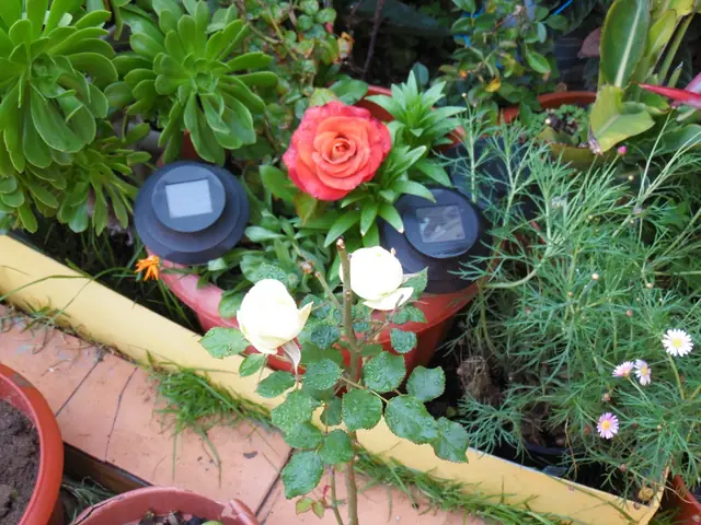 Jardín con flores en el patio