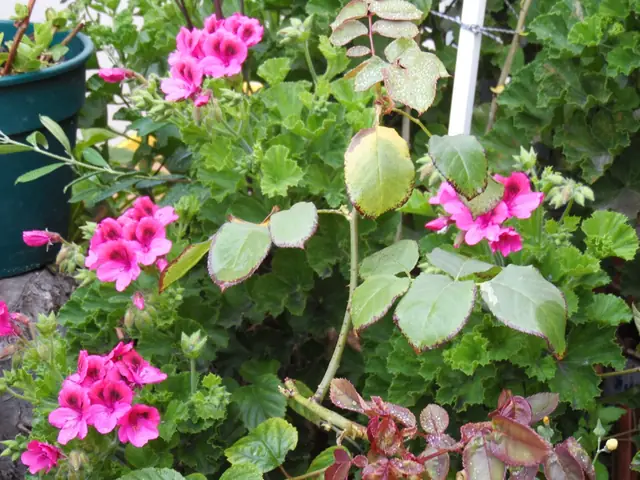 Flores fucsia en el jardín del apart-hotel